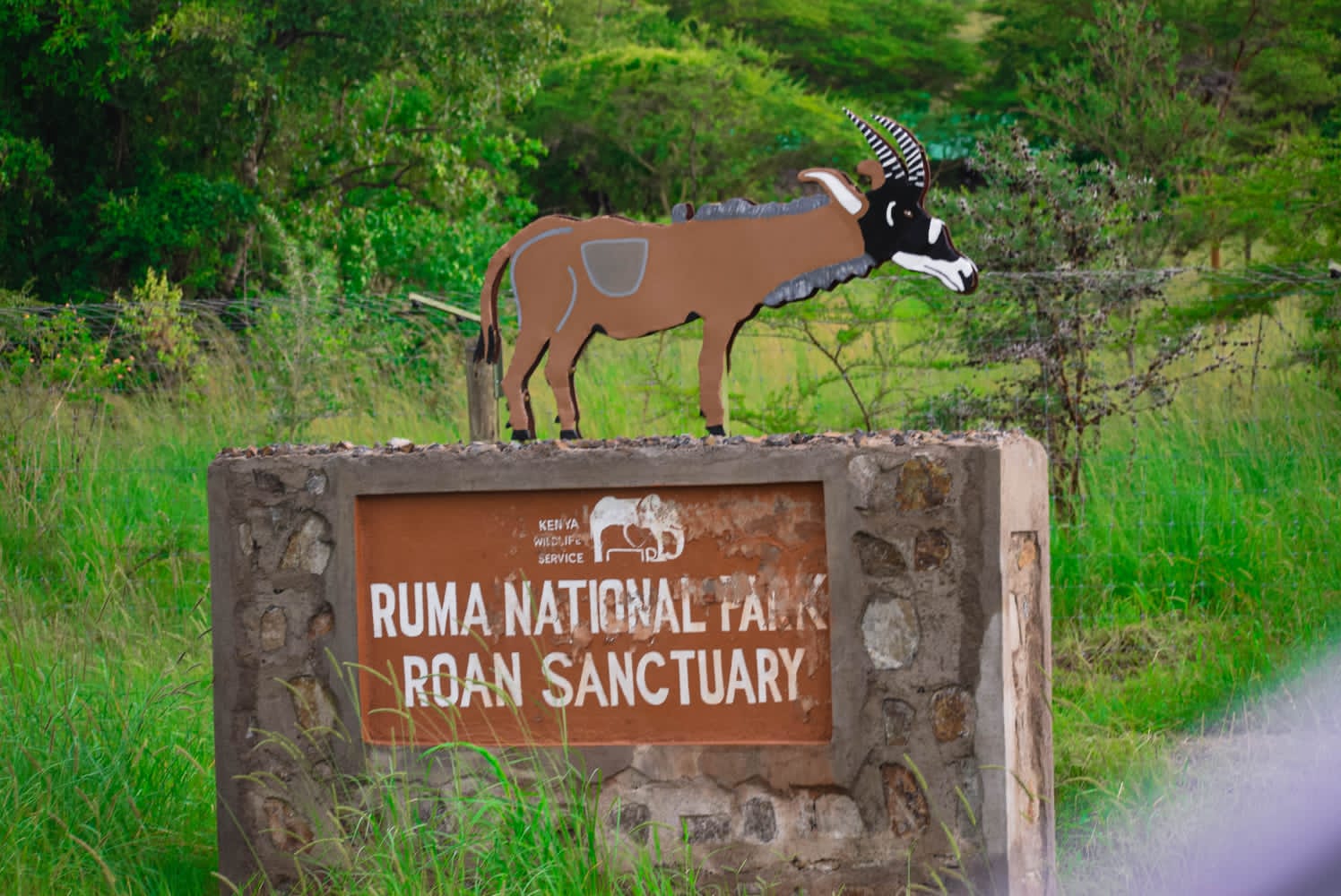 How Luo culture threatened extinction of Kenya’s rare Roan Antelope