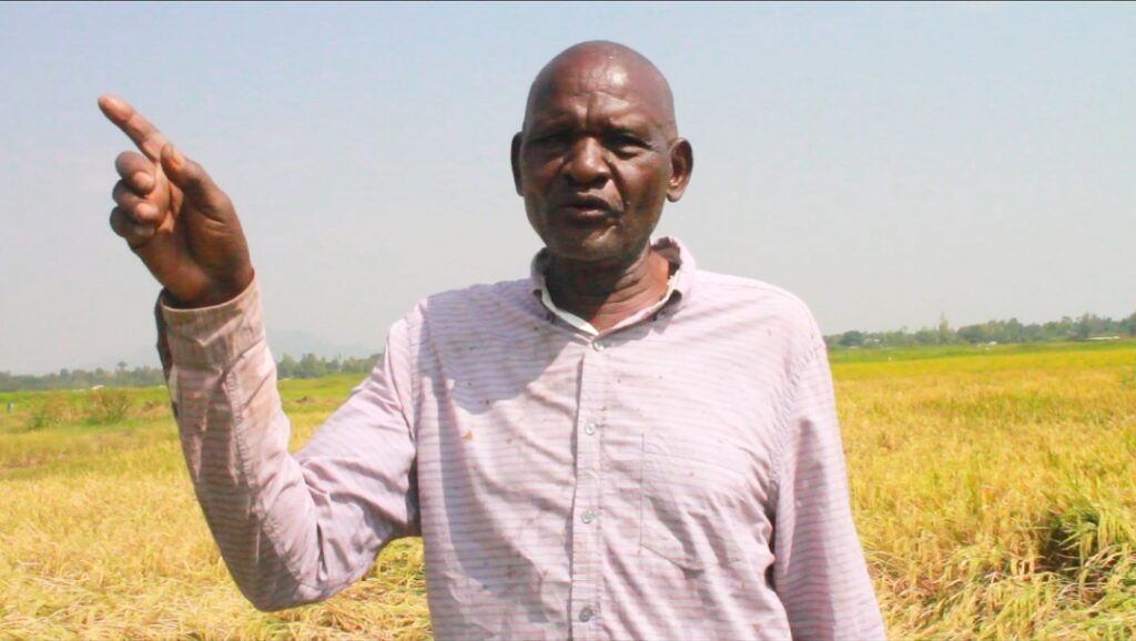 rice farming